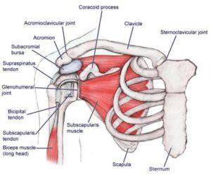 אנטומיה של הכתף 2