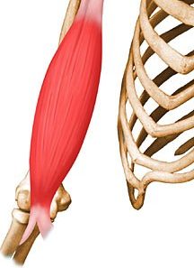 גיד הדו ראשי באזור המרפק